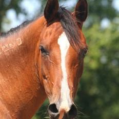 Arabisk fuldblod (OX) Manila Bint Hafez - solgt