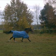 Arabisk fuldblod (OX) Manila Bint Hafez - solgt