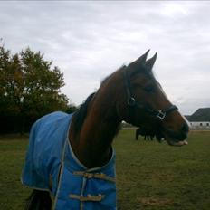 Arabisk fuldblod (OX) Manila Bint Hafez - solgt