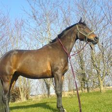 Hollandsk Varmblod Romy