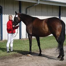 Hollandsk Varmblod Romy