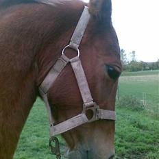 Welsh Pony af Cob-type (sec C) Kranevelds Tanja <33