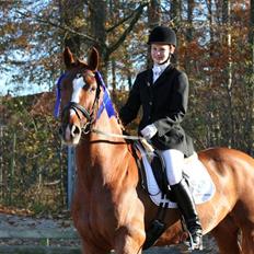 Dansk Varmblod Bacardi Af Høgebjergaard