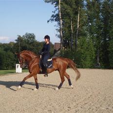 Dansk Varmblod Bacardi Af Høgebjergaard