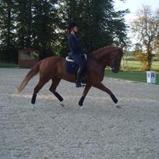Dansk Varmblod Bacardi Af Høgebjergaard