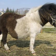 Anden særlig race Freja