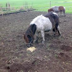 Anden særlig race Freja