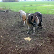 Anden særlig race Freja