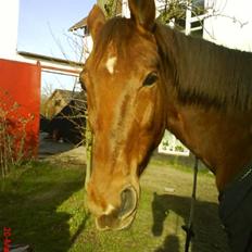 Dansk Varmblod Carmen Nøddebo - solgt