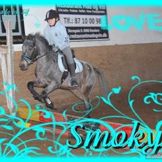 Amerikansk Pony springer SMOKY