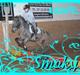 Amerikansk Pony springer SMOKY