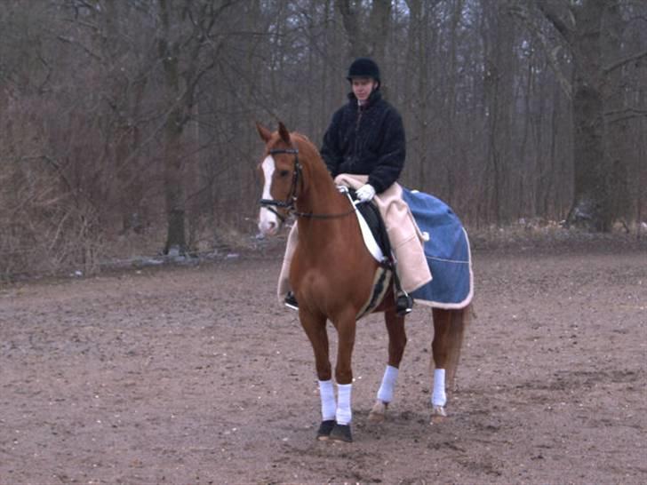 Anden særlig race Kosak *Pony* - Dressurstævne hos MLR. billede 5