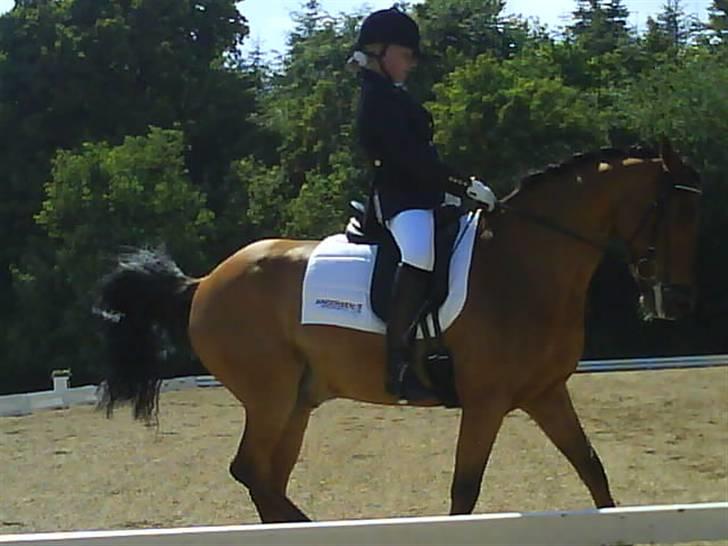 Anden særlig race Lucas ( aflivet) - Til DM for handicapede  billede 12