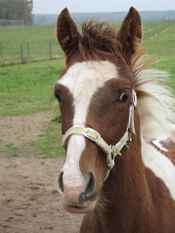 Pinto Araber Schillinggaards Hercules " Solgt " billede 6