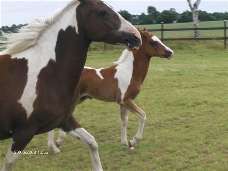 Pinto Araber Schillinggaards Hercules " Solgt " billede 8