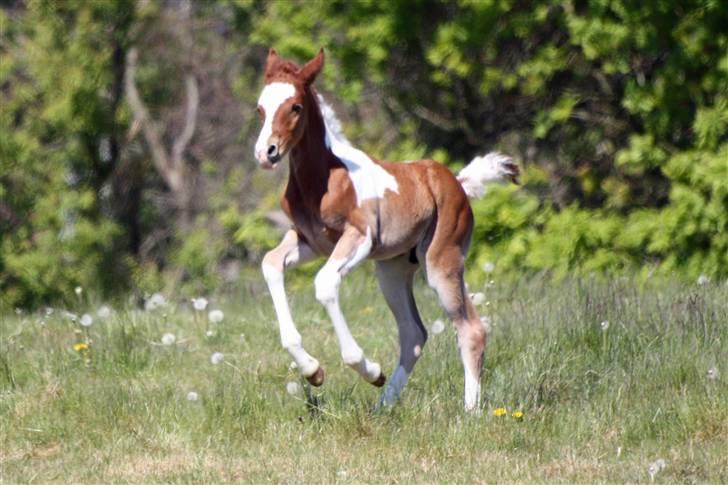 Pinto Araber Schillinggaards Hercules " Solgt " billede 11