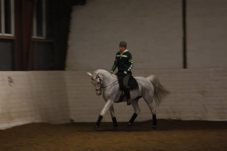 Holstener Lidria - SOLGT :'( billede 2