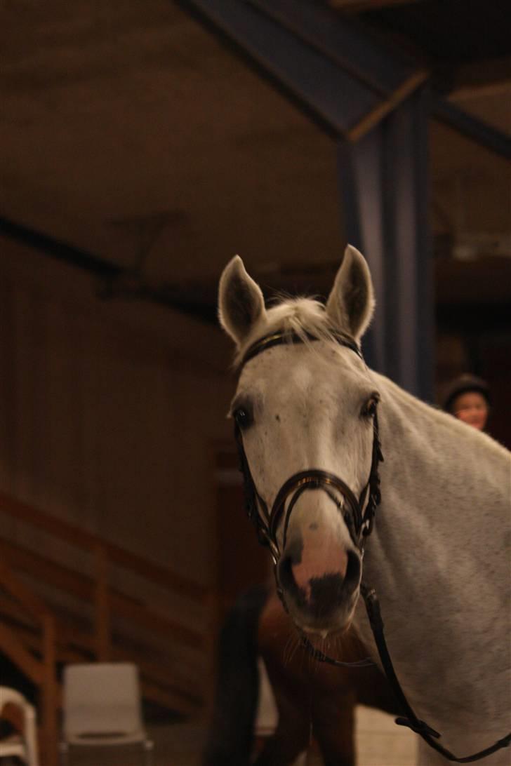 Holstener Lidria - SOLGT :'( billede 4