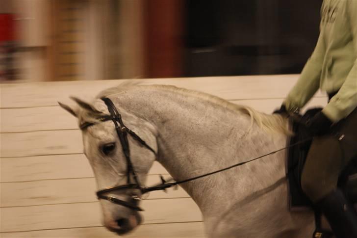 Holstener Lidria - SOLGT :'( billede 6