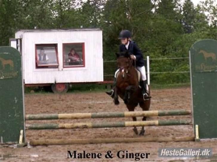 Anden særlig race | Ginger<3 - et af vores sidste stævner sammen<3<3 ILU<3<3 Foto: Lotte billede 14