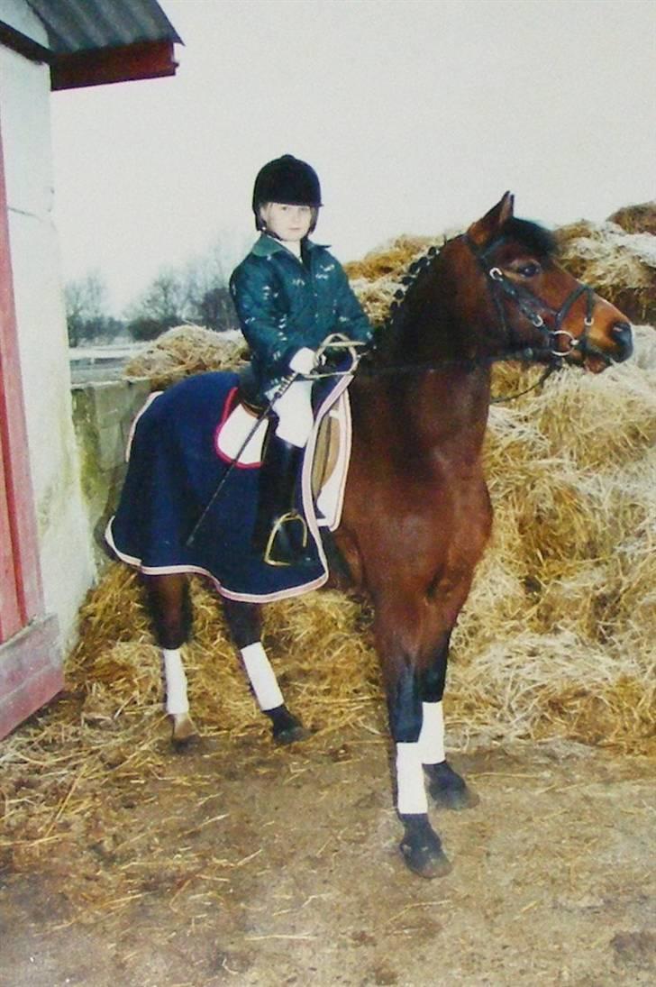 Anden særlig race | Ginger<3 - Uhh, SMUK eller SMUK? dagen efter jeg fik hende<3 første stævne<3 Foto: Mor ;D billede 18