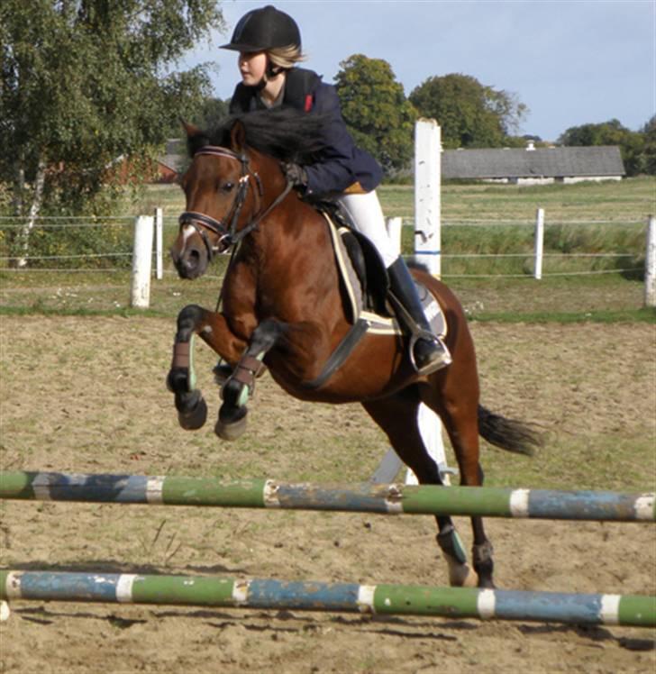 Anden særlig race | Ginger<3 - Stævne med Emz, deres første og sidste stævne sammen<3<3 Foto. Pia l billede 20