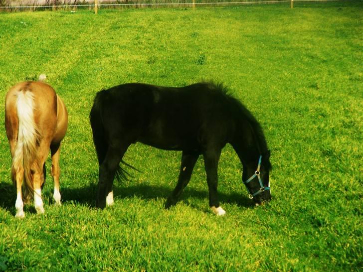 Anden særlig race | Oliver <3 - Olle hygger<3<3 Foto: Malene Friis billede 16