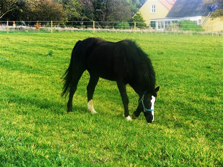 Anden særlig race | Oliver <3 - hygger igen<3 Foto: Malene Friis billede 17