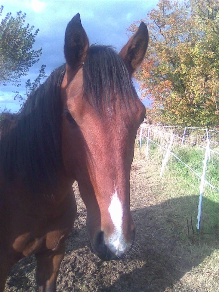 Pinto Figaro ponygården billede 18