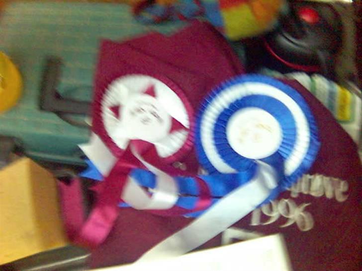 Pinto Figaro ponygården billede 20