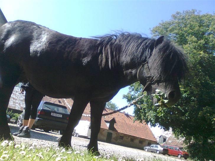 Shetlænder flaubert - flobber min dreng billede 2