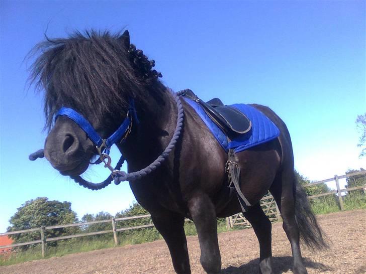 Shetlænder flaubert - de 2 heste vi har hjemme billede 3