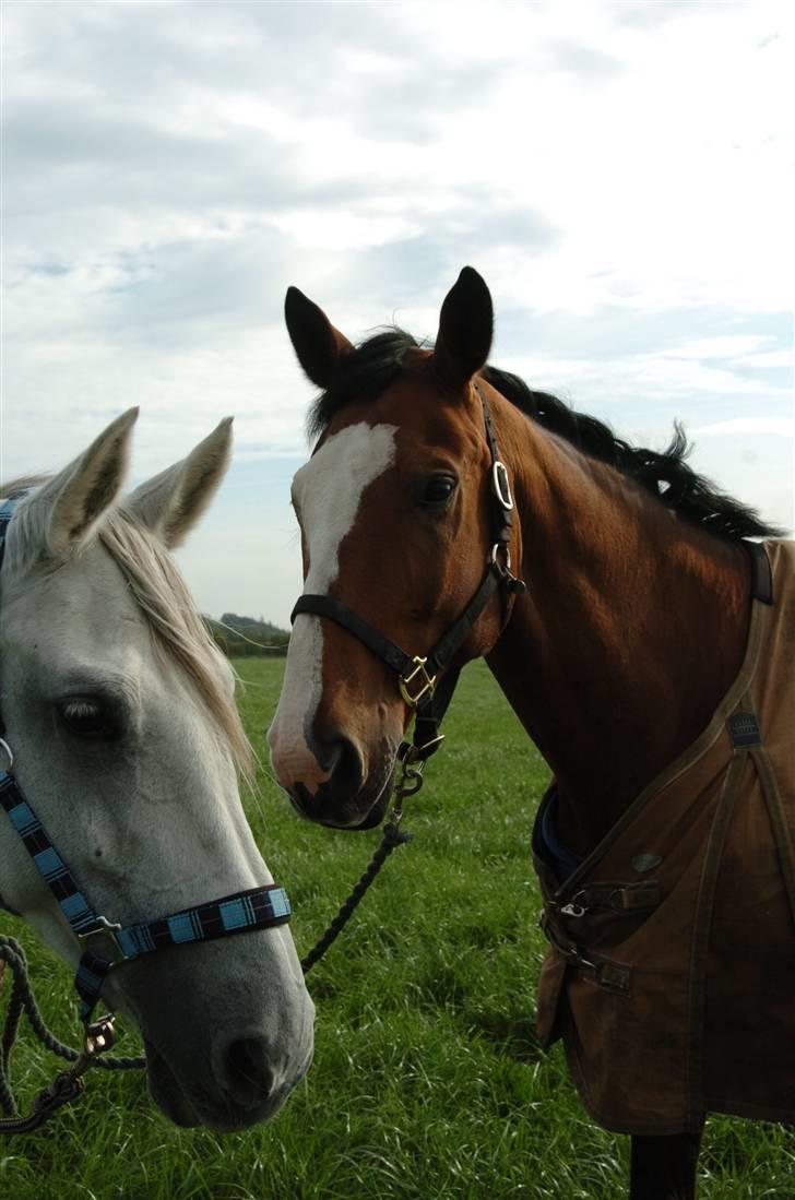 Dansk Varmblod Dalene´s Corming billede 8