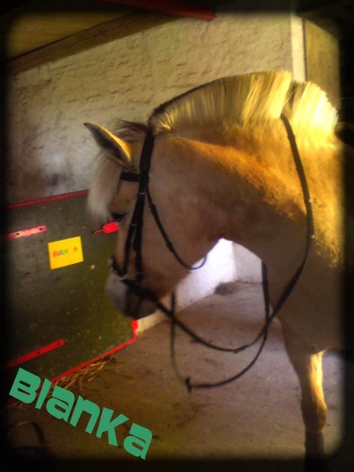 Fjordhest Bianka Kongehøj  - i stalden billede 12