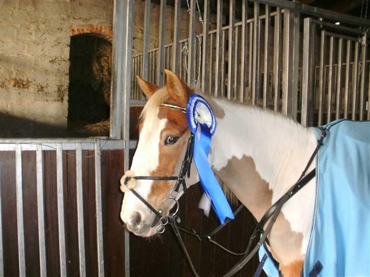 Anden særlig race :Tequila*SOLGT :'( - min tequila skat. vandt en 2 plads i søhøjlands cup på tequila skatten elsker sku den pony over alt på hele jorden ;D <33  billede 12