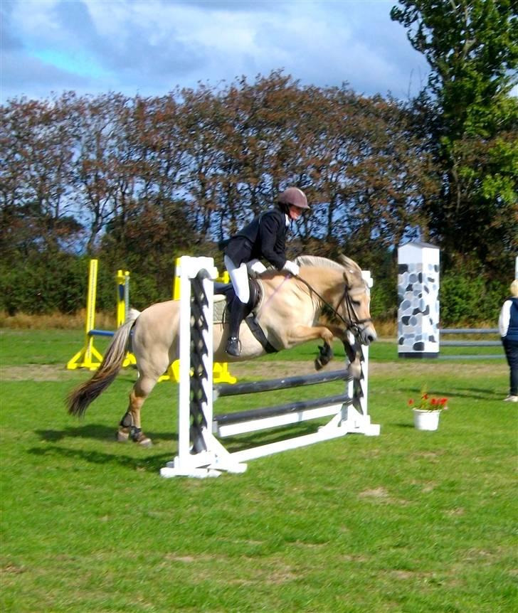 Fjordhest Bianka Kongehøj  - LB1 billede 13