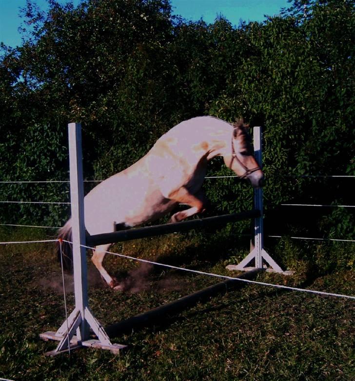 Fjordhest Bianka Kongehøj  - løsspring billede 14