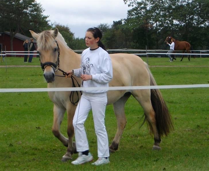 Fjordhest Bianka Kongehøj  - vi skal ind på banene billede 15