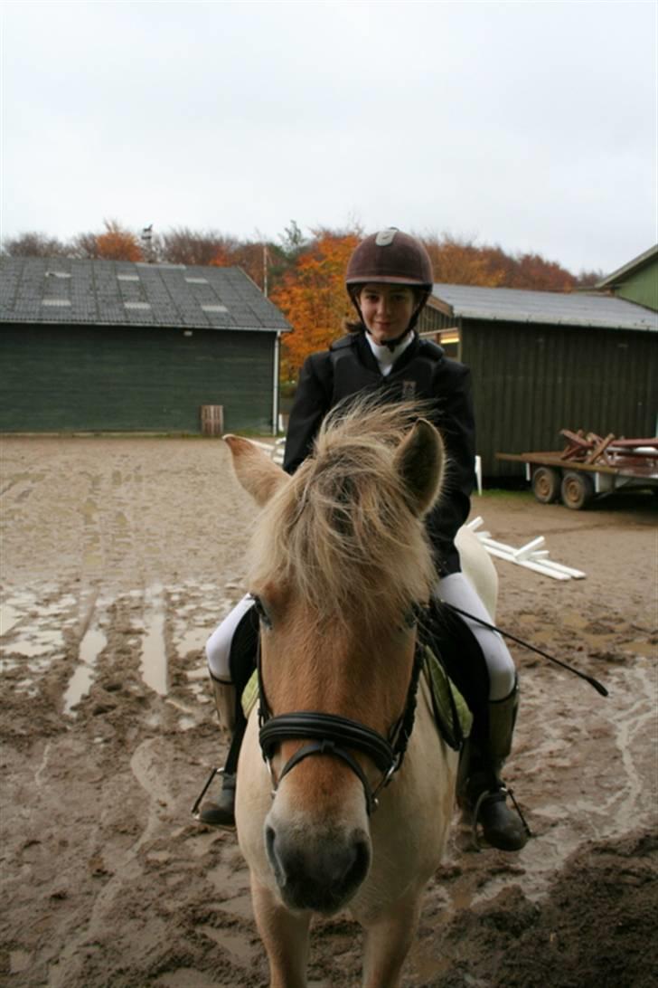 Fjordhest Bianka Kongehøj  billede 16