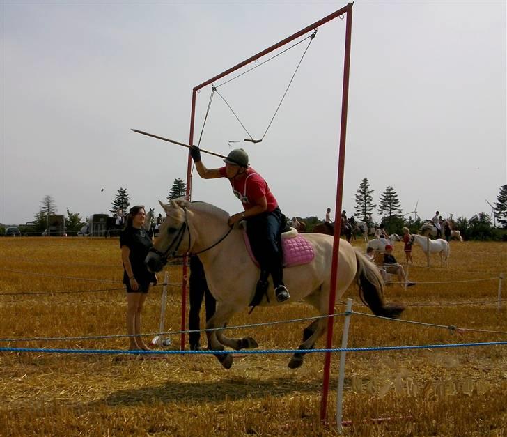 Fjordhest Bianka Kongehøj  - spring bagfra i revsø billede 17