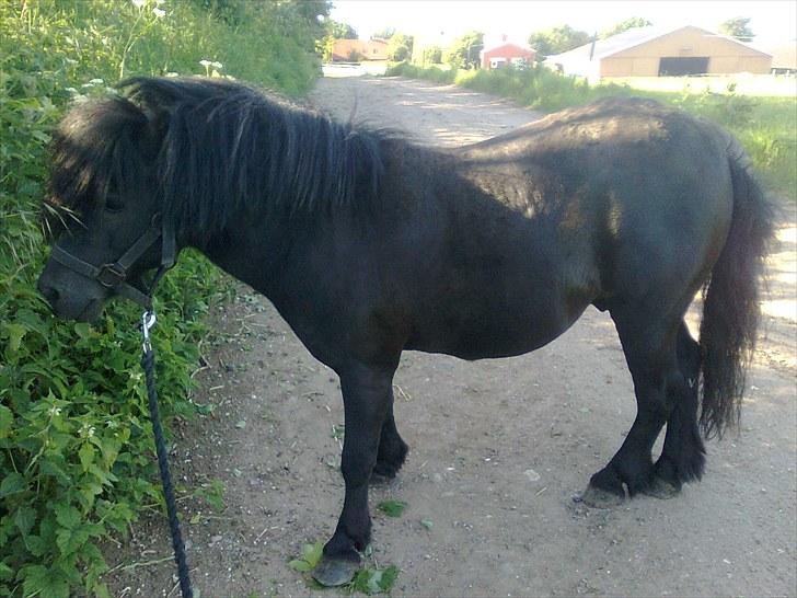 Shetlænder flaubert - flaubert  billede 4