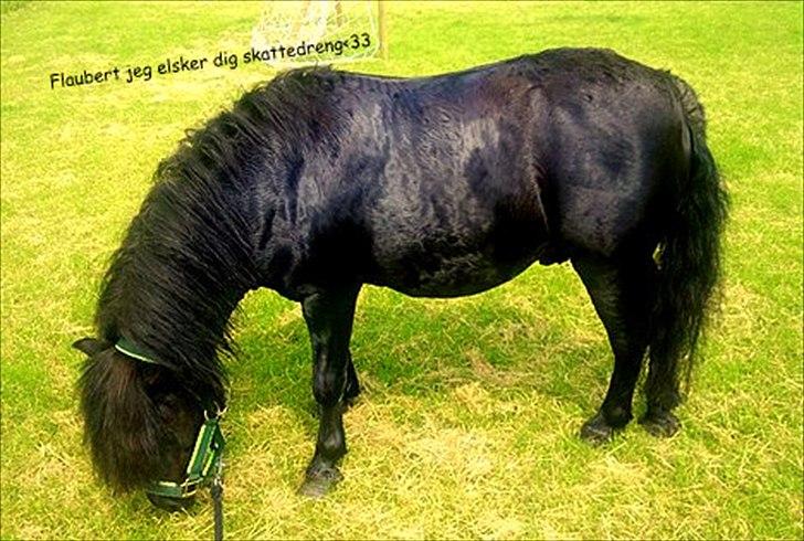 Shetlænder flaubert - er han ikke bare sød billede 5