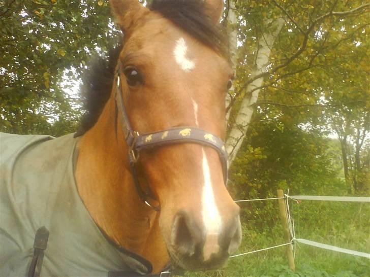 New Forest Waliant - her er waliant :D det er helt klart det bedste billede det her<3 billede 1