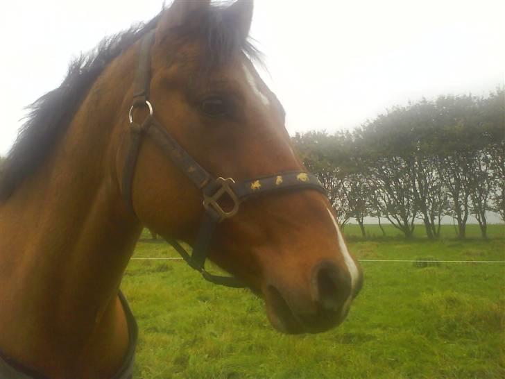 New Forest Waliant - uhh hvad var det!!! billede 2