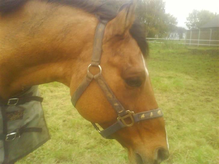 New Forest Waliant - hejsa græs. vil i på rejse i min mave??? billede 3