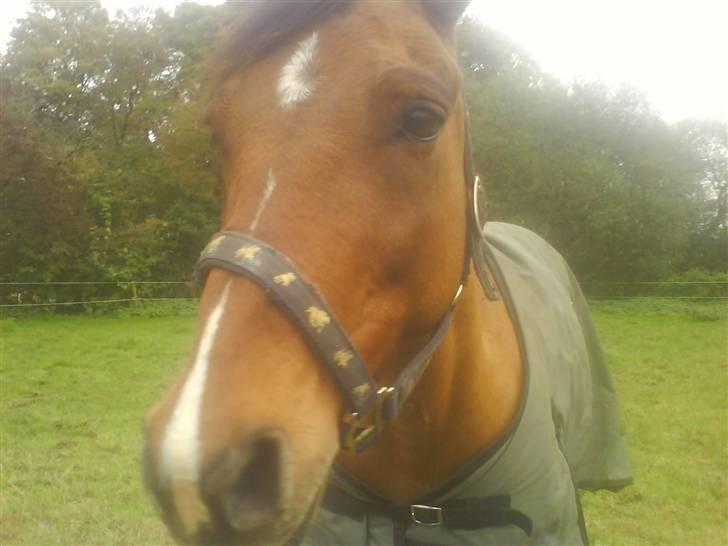 New Forest Waliant - ej kom nu er jeg ikk bare lidt sød billede 4