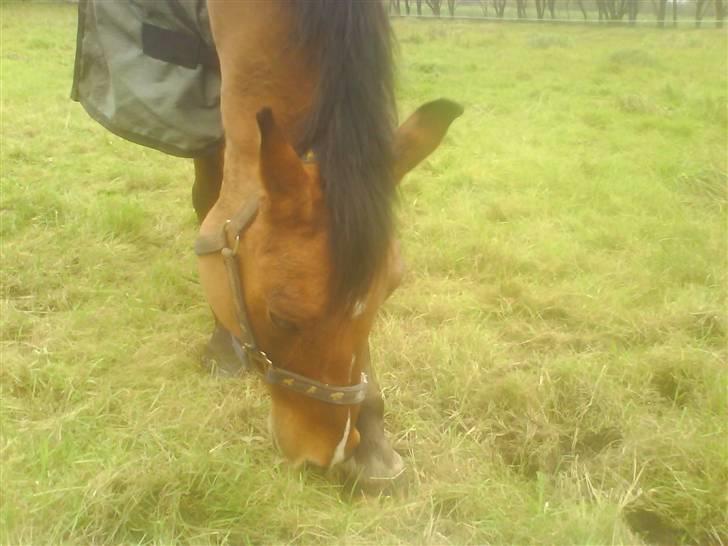 New Forest Waliant - klø klø klø det klør klø klø klø billede 5