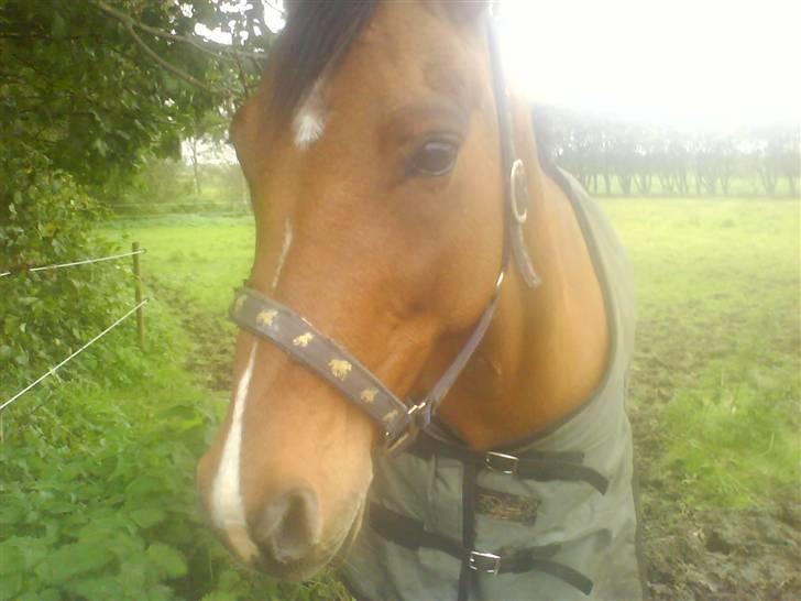 New Forest Waliant - ej sol i øjnene!!! det er da til at blive hel lys i hovdet af!!! billede 6