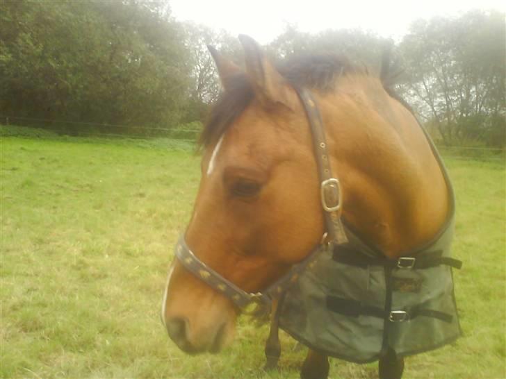 New Forest Waliant - hvad var det??? kom frit frem!!! billede 7