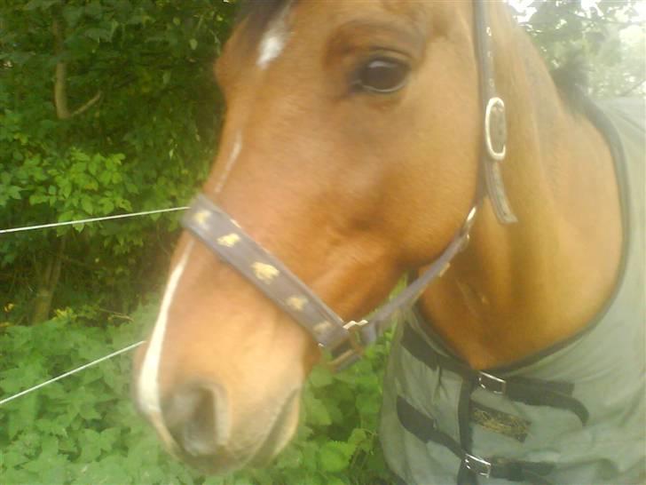 New Forest Waliant - ej hvad er det nu!!! en filter øv nu er jeg ikke pæn mere<3 billede 8